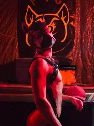 Escorts Morgantown, West Virginia PupMiloAndAXL