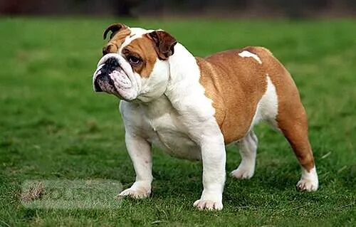 Escorts Medicine Hat, Alberta Mellisa puppy dog