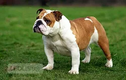 Escorts Medicine Hat, Alberta Mellisa puppy dog